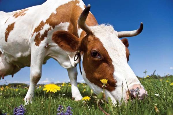 Source: http://www.motherearthnews.com/~/media/Images/MEN/Editorial/Articles/Magazine%20Articles/2009/04-01/The%20Amazing%20Benefits%20of%20Grass-Fed%20Beef/MEN-AM09-grasslands0.jpg